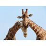 Papermoon Fotobehang Verliefde giraffen Vliesbehang, eersteklas digitale print bruin Medium