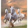Papermoon Fotobehang White Stallions in Dust multicolor Medium