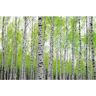 Papermoon Fotobehang Birch forest Vlies, 5 banen, 250 x 180 cm (5-delig) multicolor Medium