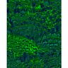 Komar Vliesbehang (1 stuk) groen