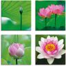 Artland Artprint op linnen Lotusbloemen motieven set van 4, verschillende maten (4-delig) groen 20 cm x 20 cm