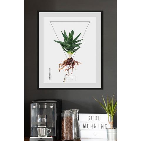 andas Acrylfoto met lijst »Pflanze Aloe Vera«  - 45.99 - wit