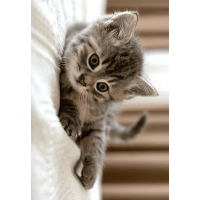 Kinderdeken Borg Living - Kittens - 100x140cm - Zachte fleece Kinderdeken Borg Living - Kittens - 100x140cm - Zachte fleece