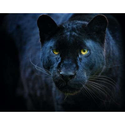 Karo-art Schilderij - Zwarte panter, 2 maten, Premium print 100x70cm Karo-art Schilderij - Zwarte panter, 2 maten, Premium print 100x70cm