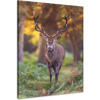 Karo-art Schilderij - Hert in het bos, Natuur , 2 Maten, Premium print 60x90cm Karo-art Schilderij - Hert in het bos, Natuur , 2 Maten, Premium print 60x90cm