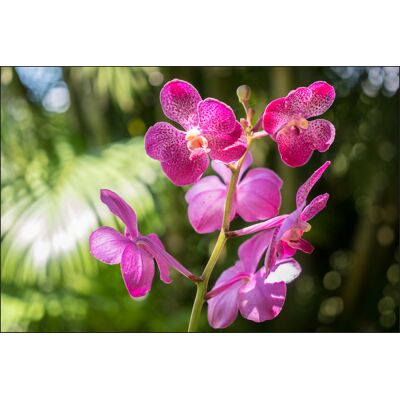 Karo-art Fotobehang - Prachtige Orchidee, sierraad voor aan de muur, in 11 maten te koop, incl behanglijm 400 x 280 cmcm Karo-art Fotobehang - Prachtige Orchidee, sierraad voor aan de muur, in 11 maten te koop, incl behanglijm 400 x 280 cmcm