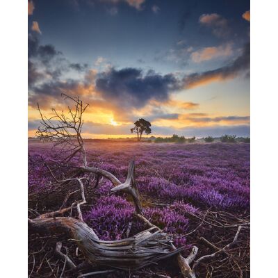 Karo-art Poster - Bloeiende Heide bij Zonsopkomst, Paars/blauw, Premium Print 70x100cm Karo-art Poster - Bloeiende Heide bij Zonsopkomst, Paars/blauw, Premium Print 70x100cm
