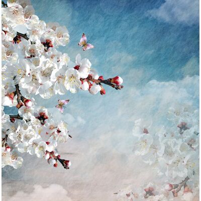 Karo-art Poster- Kersenbloesem en Vlinder, Prachtige kleuren, Wanddecoratie 60x60cm Karo-art Poster- Kersenbloesem en Vlinder, Prachtige kleuren, Wanddecoratie 60x60cm
