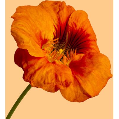 Karo-art Schilderij - Oranje klaproos op gele achtergrond , 3 maten , Wanddecoratie, Premium print 80x80cm Karo-art Schilderij - Oranje klaproos op gele achtergrond , 3 maten , Wanddecoratie, Premium print 80x80cm