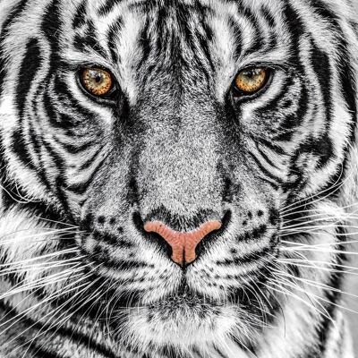 Karo-art - Witte tijger 80x80 cm - 80x80 cm - Glas - Wanddecoratie Karo-art - Witte tijger 80x80 cm - 80x80 cm - Glas - Wanddecoratie