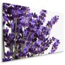Karo-art Schilderij - Close up van Lavendel, Paars, Premium Print 100x70cm