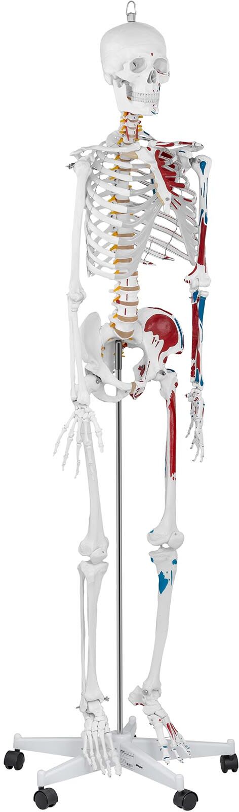 physa Anatomisch model menselijk skelet PHY-SK-2 - levensgroot