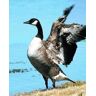 Animal Essences Canada goose (Canadese gans)