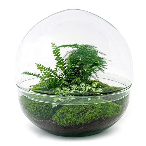 urbanjngl Planten terrarium • Dome XL • Ecosysteem plant • ↑ 30 cm DIY Complete terrarium set Plantenterrarium    Terrarium pakket