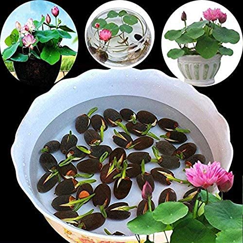 Benoon Lotuszaden, Lotus Bowl-zaden, 1 zak Lotus Seeds Mini Non GMO Mixed Bonsai Lotus Bowl-zaden voor Garden Bowl Lotuszaden