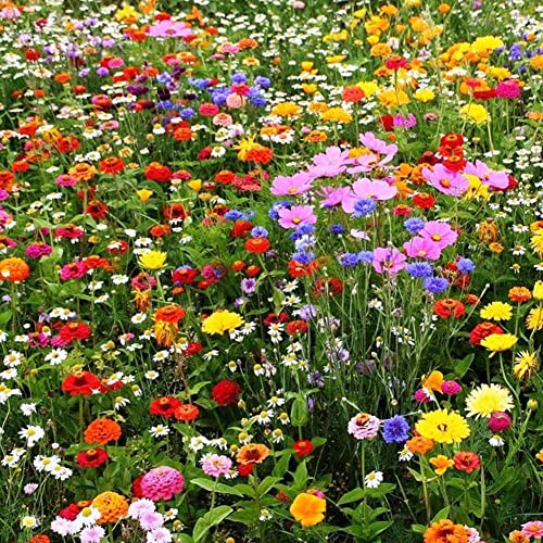 Haloppe 500 stks gemengde wilde gras bloemen planten zaden voor thuis tuin planten, gemengde kleur wildflower wilde gras zaden huis tuin gazon sierplant zaden