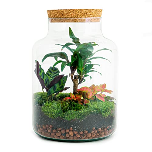 urbanjngl Planten terrarium • Milky Palm • Ecosysteem plant • ↑ 30 cm DIY Complete terrarium set Plantenterrarium    Terrarium pakket