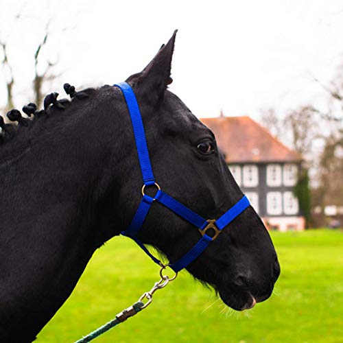 Pferdelinis Halster veulenhalster voor Mini Shetty halster voor houten paard veulenhalster 2-voudig verstelbaar aan kin- en nekstuk (koningsblauw, veulen)