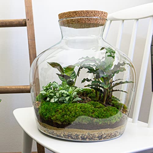 urbanjngl Planten terrarium • Fat Joe • Ecosysteem plant • ↑ 30 cm DIY Complete terrarium set Plantenterrarium    Terrarium pakket