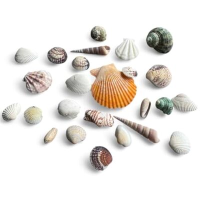 PARENCE .- Echte Schelpenmix Aquarium Decoratie & Papieren Ambachten 150g Ideaal voor Doe-het-zelf, Bruiloften, Strand & Knutselen PARENCE .- Echte Schelpenmix Aquarium Decoratie & Papieren Ambachten 150g Ideaal voor Doe-het-zelf, Bruiloften, Strand & Knutselen