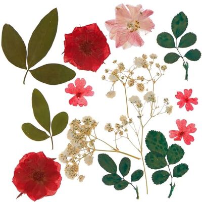 Baker Ross WA166 Rode en roze gedroogde geperste bloemen Pakket van 17, natuurlijke geperste bloemen voor knutselen en het maken van kaarten Baker Ross WA166 Rode en roze gedroogde geperste bloemen Pakket van 17, natuurlijke geperste bloemen voor knutselen en het maken van kaarten