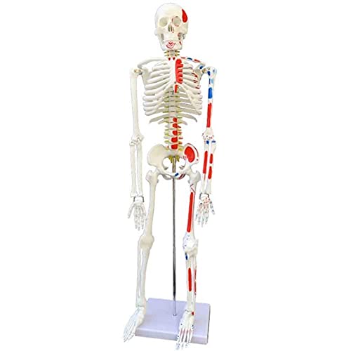 WEISSBIER Anatomiemodel Menselijk torso-skeletmodel, educatief lichaamsmodel, met metalen standaard Anatomisch skelet, leermiddel voor cursussen anatomie en fysiologie