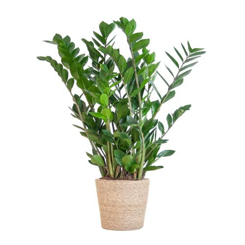 BloomPost Zamioculcas Zamiifolia mand 70-80 cm + Kamerplant Kamerplant Onderhoudsarme kamerplant Eenvoudig te kweken kantoorplanten voor thuis Inclusief pot