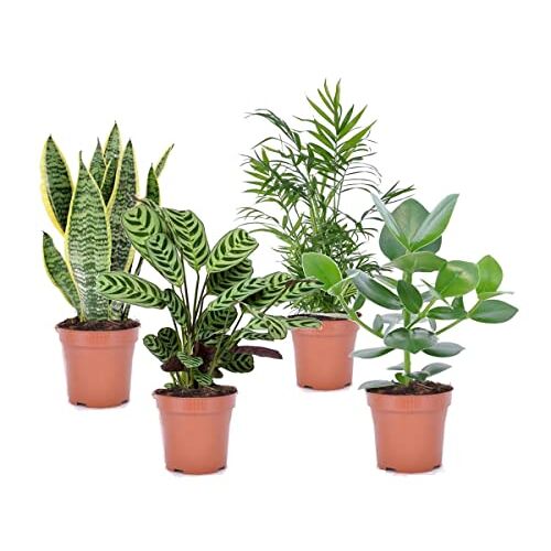 Plant in a Box Oersterke Kamerplanten Mix Set van 4 Kamerplant Easy care planten Pot 12cm Hoogte 25-40cm