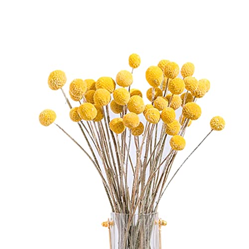 ATACT 40 Stks Gedroogde Craspedia en Gedroogde Button Ballen en, Gedroogde Boeket voor Arrangementen Bruiloft Home Decor