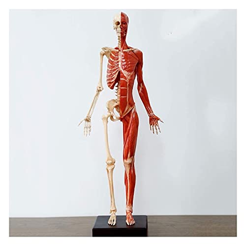 KJSHXYG Vrouwelijke menselijke anatomie figuur skelet en spiermodel Lab levert anatomische referentie voor kunstonderwijs (60cm)