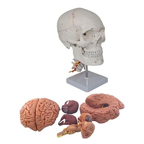 EsaSaM Hersenen anatomie-schedel schedel bot hechtdraad, menselijke schedel met hersenen model-medische menselijke schedel, acht delen hersenen-7 halswervels, wit