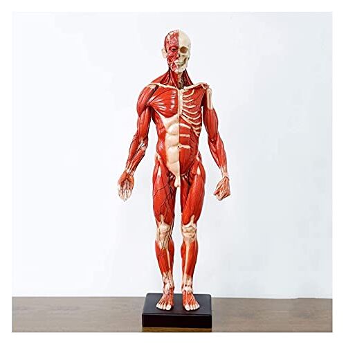 KJSHXYG Mannelijke Anatomische Anatomie Schedel Hoofd Lichaam Model voor Onderwijs Kunst Beeldhouwkunst Onderwijs Referentie Tool Spier Bot (60 cm)