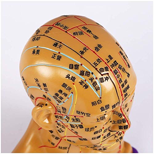 YOtat Hoofdacupunctuurmodel Chinees Hoofdacupunctuurmodel Met Hd-Belettering Geneeskundeacupunctuurmodel Voor Het Leren Van Meridianen, Acupunctuur En Acupunctuurmeridiaan