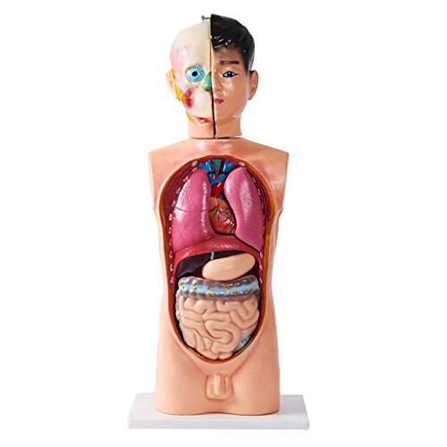 CCNGDS 62 cm Mini anatomisch torso-orgelskeletmodel voor kinderen voor leermiddelen Afneembaar 8 delen (geavanceerd geverfd 62 cm) (geavanceerd geverfd 62 cm) (geavanceerd geverfd 62 cm)