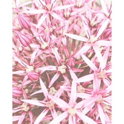 Rasch Bloemenbehang 364132 - Wanddecoratie, 5.62 m² Rasch Bloemenbehang 364132 - Wanddecoratie, 5.62 m²