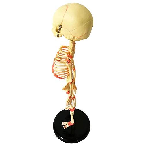 DACUDA Anatomiemodel Assemblagemodel 35 cm Menselijk babyskelet Replica Medische anatomie Anatomisch, anatomiemodel als model