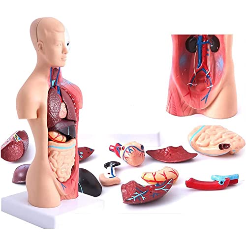 CHWLMP Menselijk Torsomodel Anatomie Lichaamsmodel Torso Anatomisch Model Met 15 Verwijderbare Organen Voor Artsen Studiehulpmiddelen Fysiologie Studenten Leerkit