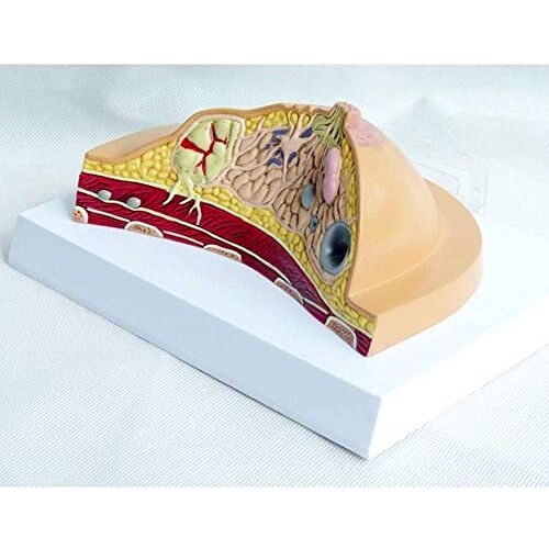 DACUDA Menselijk Model Vrouwelijke Borst Profiel Structuur Anatomisch Model, Anatomie Ziekte Kanker Pathologisch Borst Model