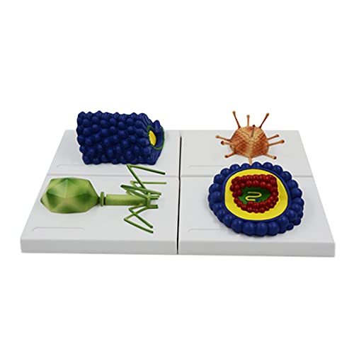 MUSUMI Microbiologisch virusmodel, Baculovirus Adenovirus Faagvirus anatomisch model, Wetenschappelijk anatomisch virusmodel, voor display-onderwijs Medisch model