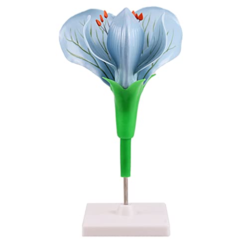 Generic Stevig Onderwijs Model Verwijderbare Plant Bloem Model Levensechte Biologie Onderwijs Modellen Anatomie Model Met Display Base Onderwijs Aids Miniatuur Model