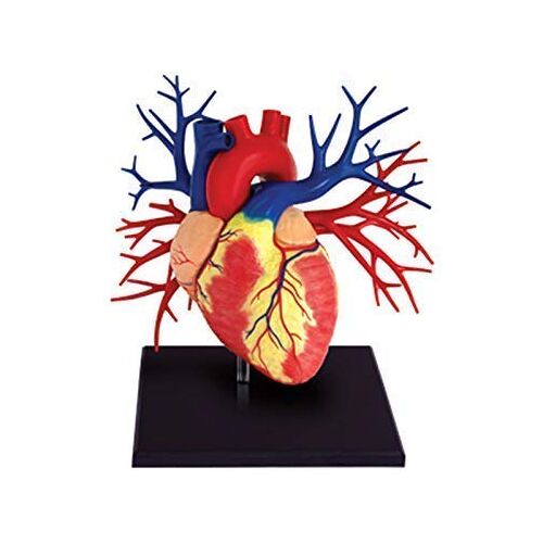 HKFJSH Anatomie Model Lichaam, Menselijk Hart Modellen, 4D Model Studie Tools voor Anatomie en Fysiologie, voor Wetenschap Klaslokaal Studie Display Onderwijs Medisch Model