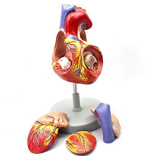 KJSHXYG Anatomiemodel, menselijk hartmodellen, 3D-modelstudietools voor anatomie en fysiologie, normaal hart Menselijke anatomie Interne organen Medisch onderwijsmodel