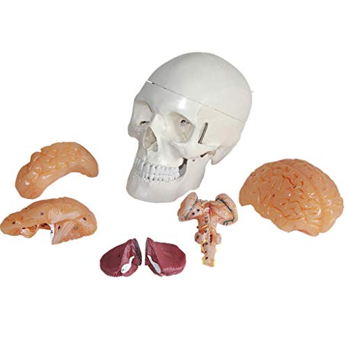 AoBloom Anatomisch schedelmodel met hersenen Levensgroot schedelmodel met hersenen Menselijke volwassen hersenen Anatomisch model met hersenen voor medische educatieve trainingshulp