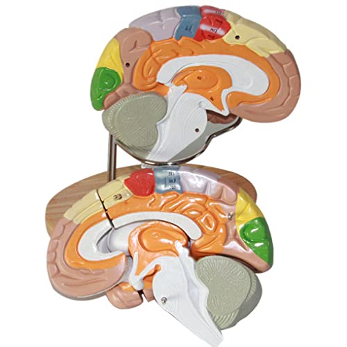 WEISSBIGR Menselijk brein anatomisch model, menselijk brein model voor neurowetenschappen onderwijs met labels 2x grootte, craniale zenuwrevalidatie geneeskunde onderwijshulpmiddel