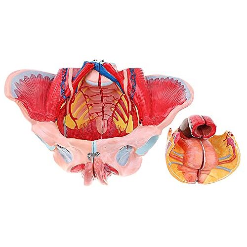 Beating Orgel Model Vrouwelijk Bekken Model Anatomie Model Vrouwelijk Bekkengordel Bekkenbodem Spier Model Vrouwelijk Anatomisch Model Bekken Gynaecologie Training