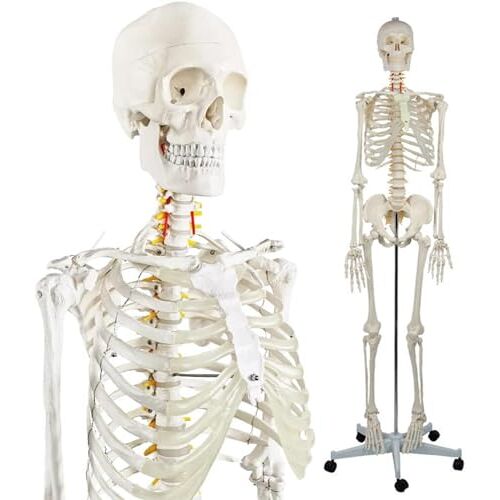 SORECI 176cm Mannelijk Skelet Model voor Anatomie en Fysiologie, 70,8 in Levensgroot Skelet Anatomie Model, Anatomisch Correct Menselijk Skelet Model met Rolling Stand