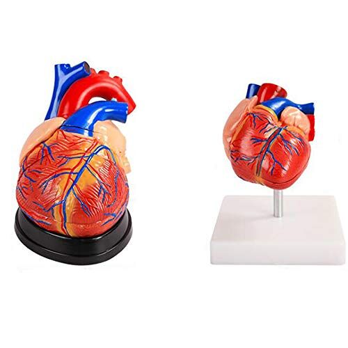 KOHARA Menselijk hartmodellen, beste set van 2 praktische 3D-modelstudiehulpmiddelen voor studenten anatomie en fysiologie met anatomische gids door artsen leerpakket voor kinderen