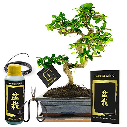 Bonsaiworld vdvelde.com Bonsai Boompje XL + Starters Kit 6-Delige Set 12 jaar oude Bonsaiboom Hoogte 30-35 Complete Bonsai Starters Kit