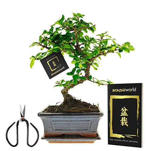 Bonsaiworld vdvelde.com Bonsai Boompje + Starters Kit 5-Delige Set 10 jaar oude bonsai boom Hoogte 25-30 cm