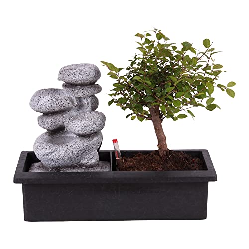 Plant in a Box Bonsai boompje met Easy-care watersysteem én stromende waterval over Zen stenen kamerplant Hoogte 25-35cm